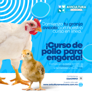 Curso de Pollo para Engorda