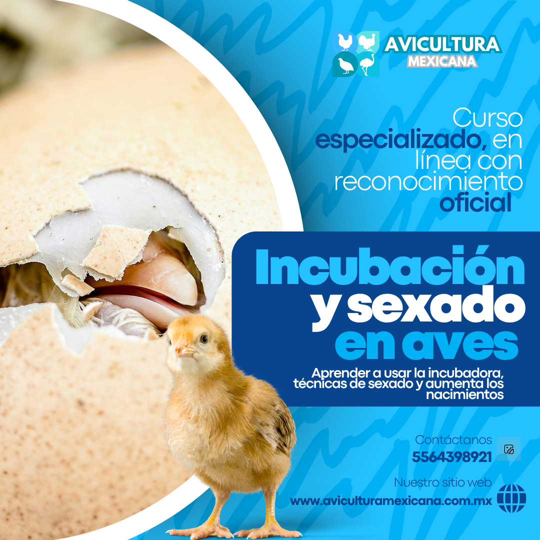 Curso de Incubación y sexado