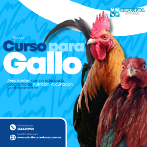 Curso de Gallo