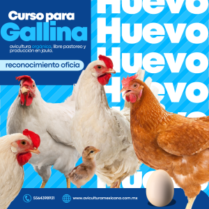 Curso de Gallina