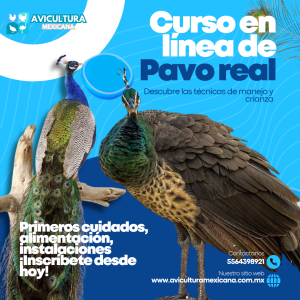 Curso de Pavo real
